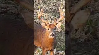 Iowa Giant With HUGE Mass, Late Season Buck Action 
