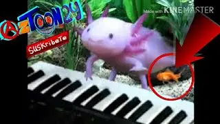 Axolotl plays the piano Alv OoO