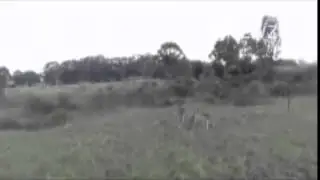 Kangaroo had enough