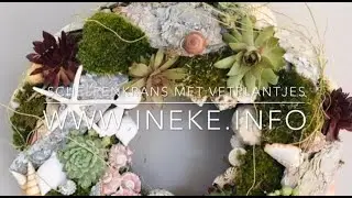 Schelpenkrans met vetplantjes