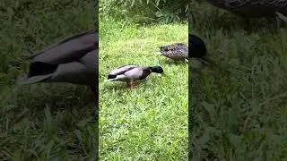 The Mallards - Canada’s Most Common Ducks
