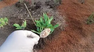 Удобрение, рано весной вносим под розы, под ирисы и под клематисы.