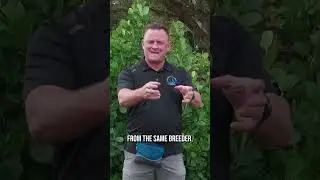 Hand Commands or Voice Commands, Which Is Better?