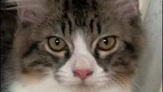 When MrDieDie was still a kitten