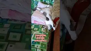 Немецкие учёные доказали... 