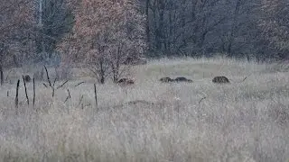 Чаепитие с кабанами и вальдшнепом.
