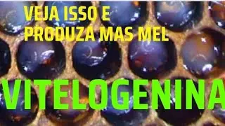 APICULTOR TEM DE ENGORDAR AS ABELHAS? COMO ASSIM??