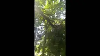 Сломанная ветка висит на проводах