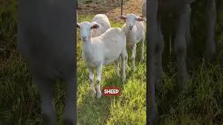THE SHEEPSHAW SHEEP SHACK BUILD #raisingsheep #sheep #homestead
