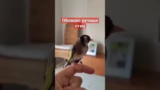 Щегол #птицы #birds #goldfinch #birdsounds #nature #щегол #cardueliscarduelis #carduelis #finch