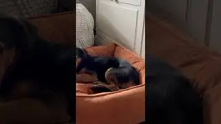 Привет от Барни 🐕‍🦺