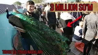 ХОРАЗМ ТОВУК БОЗОР НАРХЛАРИ
