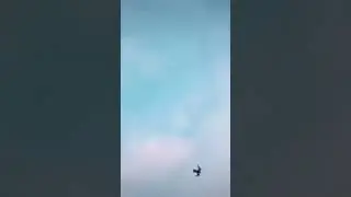 копчик атакует