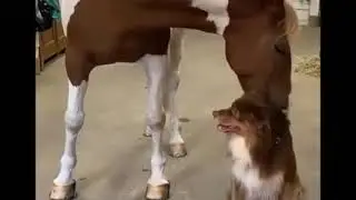 Любовь животных под музыку)))