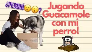 REACCION de mi perro al jugar WHACK-A-MOLE por PRIMERA VEZ! / Danyhusk