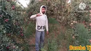 Боги Себ 