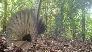 Rainforest ASMR: Borneo