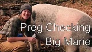 Preg Checking Big Marie