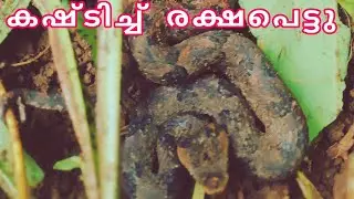 രക്ത മണ്ഡലി | malabar pit viper
