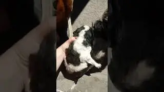 развожу и пролаю спаниэлей город Шу. 87079652373 щенок 5000 тенге