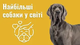 ТОП-10 НАЙБІЛЬШИХ ПОРІД СОБАК У СВІТІ — НАЙБІЛЬШІ СОБАКИ СВІТУ