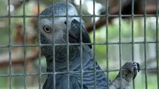 FloridaExoticBirdSanctuary