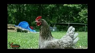 Trail Cam BackYard Chickens June 5, 2023 #sdsg #freerangechickens #backyardchickens #michigan