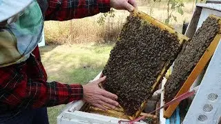 Bee family transplant | Wintering two families in one hive