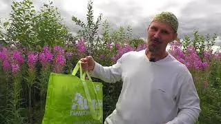 Иван-чай - жаркая  пора!