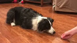 Australian Shepherd learning to crawl  #australianshepherd  #aussie  #dogtraining