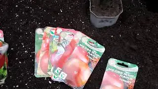 Купили отличные семена помидор по смешной цене