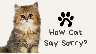 Is Your Cat Apologizing? How Do Cats Say Sorry?