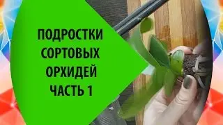 Подростки Сортовых Орхидей
