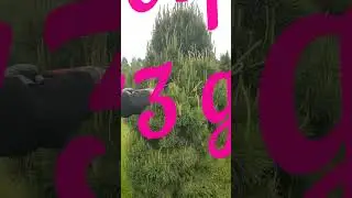Садовник стрижет сосну 