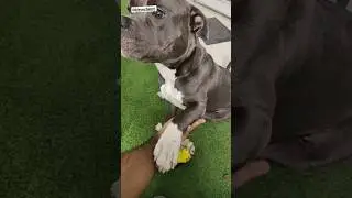 Anything for treats 🐶#viral #shorts #youtubeshorts #trending #ytshorts #viralvideo #reels #bullyxl