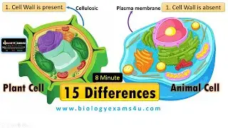 15 Differences Between Plant Cell and Animal Cell | Plant cell vs Animal Cell