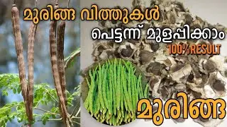 മുരിങ്ങ വിത്തുകൾ മുളപ്പിക്കേണ്ട ശരിയായ രീതി Easy Tip to Grow Moringa plants From seeds
