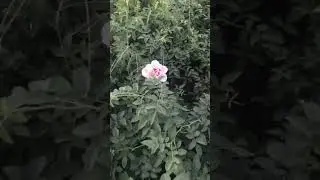 Зацвели окулянты
