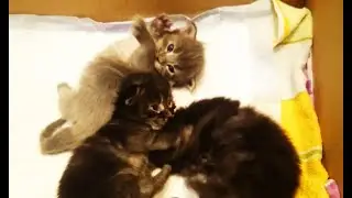 Котята мейн-кун открыли глаза
