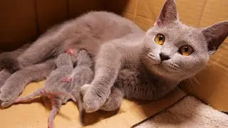 猫妈妈生下了两只可爱的小猫