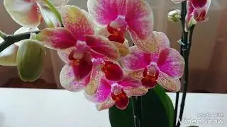 MY NEW PHALAENOPSIS ORCHID/Multiflora SAVION//Indoor flower instead of a bouquet!!!