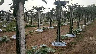 5 Major Fertilizers For Big Size Dragon Fruits.