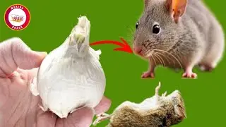 Ajo: Para ahuyentar a los ratones y las ratas de tu hogar.
