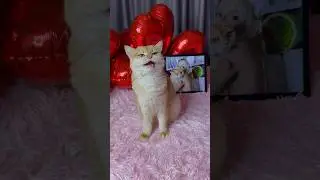 The best valentine's day with my cat😻 