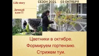 Цветники в октябре. Формируем гортензии. Стрижем туи.