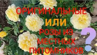 #оригинальные_саженцы_роз