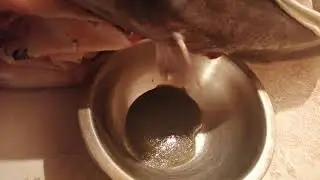 Инкубация икры клариевого сома. Размножение сома.