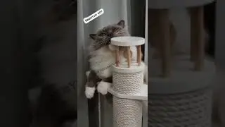 К психологу уже поздно😺 