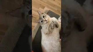Кот
