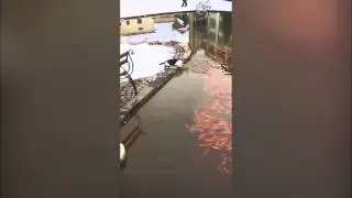 Кот-рыболов. Cat And Fish
